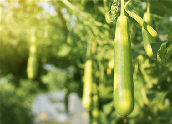 EnjoyLaVida Eco Zeepspons gemaakt van Luffa