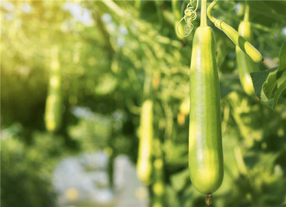 EnjoyLaVida Eco Zeepspons gemaakt van Luffa